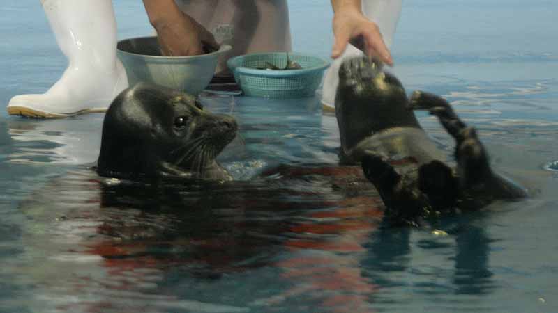 鳥羽水族館のバイカルアザラシ