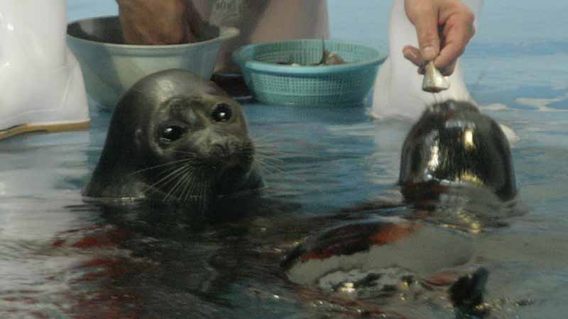 鳥羽水族館のバイカルアザラシ