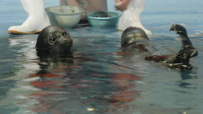鳥羽水族館のバイカルアザラシ