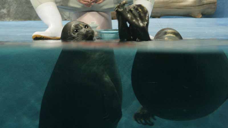 鳥羽水族館のバイカルアザラシ