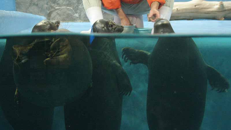 鳥羽水族館のバイカルアザラシ