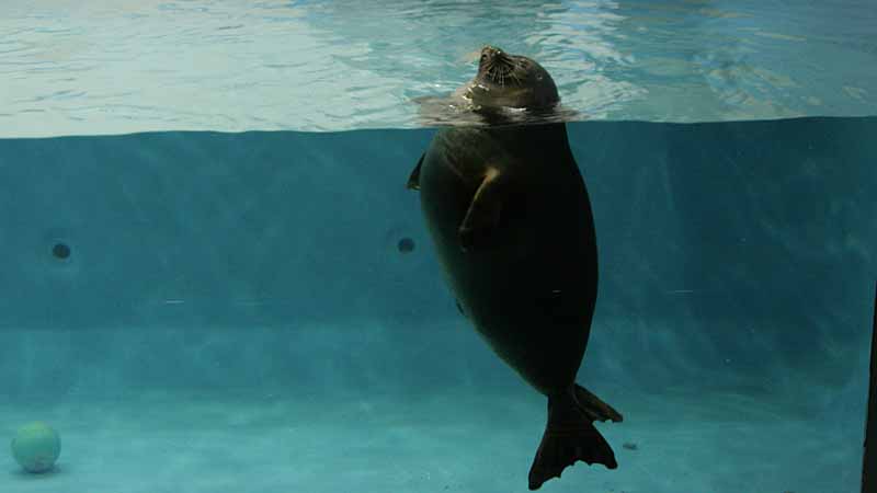鳥羽水族館のバイカルアザラシ