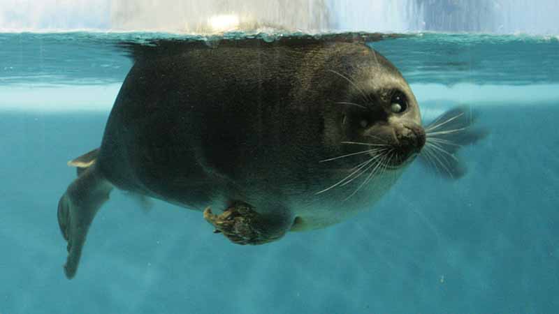 鳥羽水族館のバイカルアザラシ