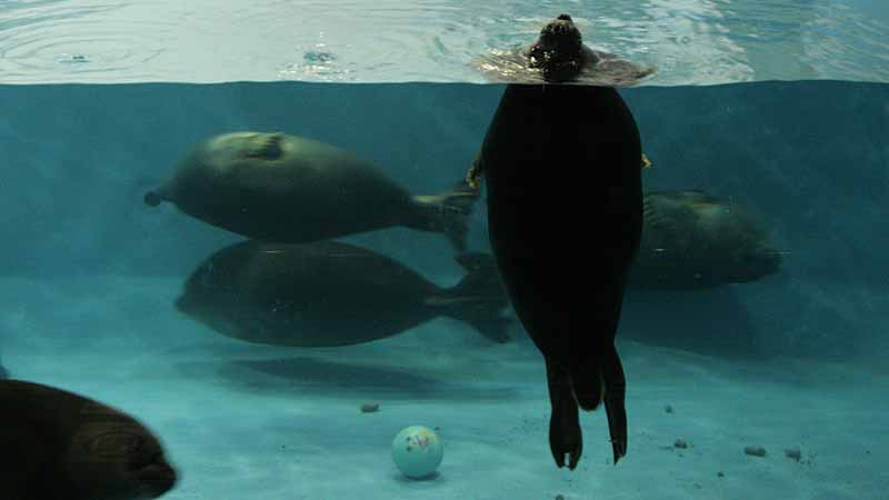鳥羽水族館のバイカルアザラシ