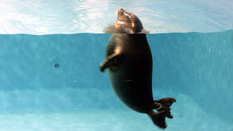 鳥羽水族館のバイカルアザラシ