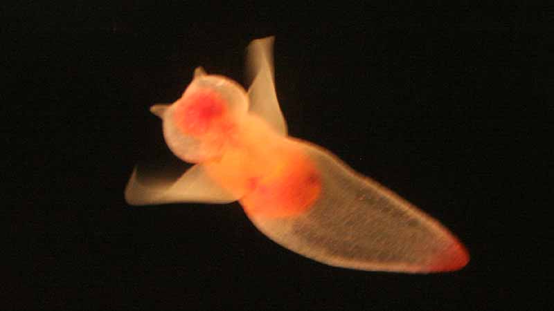 鳥羽水族館のクリオネ
