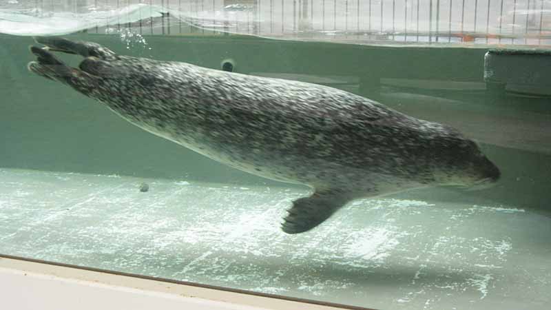 鳥羽水族館のゴマフアザラシ