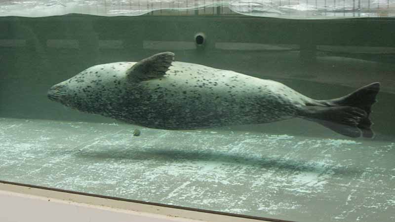 鳥羽水族館のゴマフアザラシ
