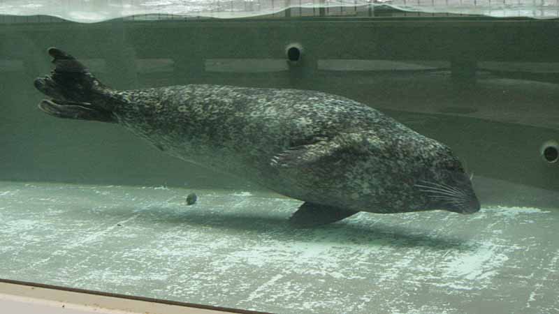 鳥羽水族館のゴマフアザラシ