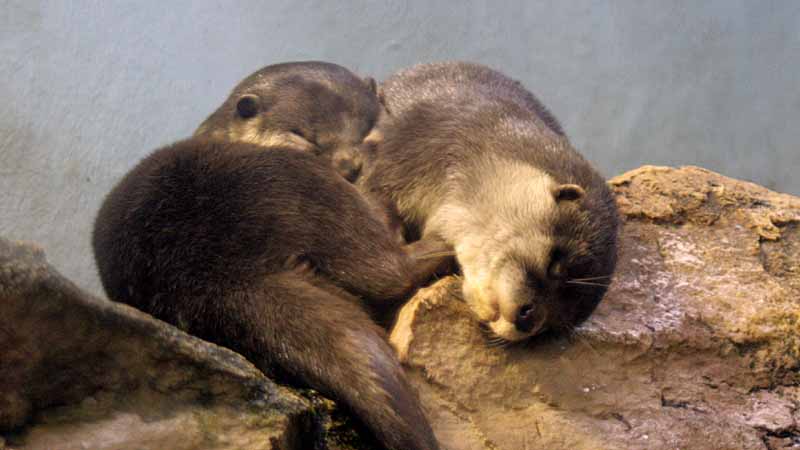 鳥羽水族館のコツメカワウソ