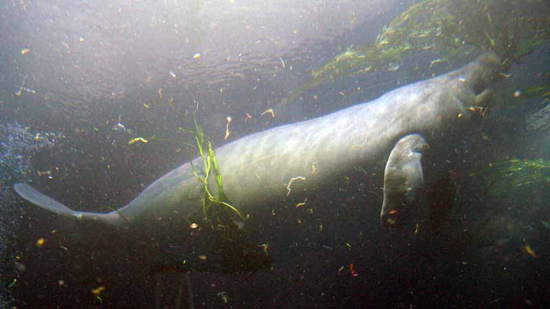 鳥羽水族館のアフリカマナティー
