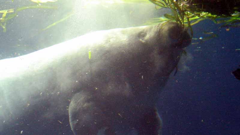 鳥羽水族館のアフリカマナティー