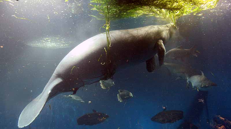 鳥羽水族館のアフリカマナティー