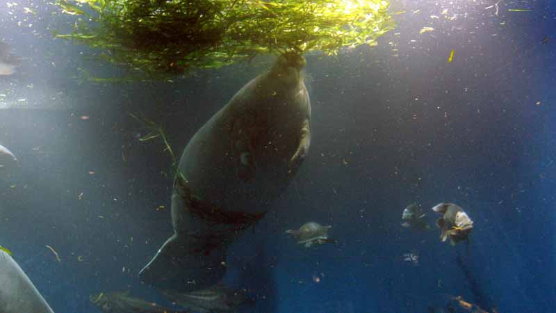鳥羽水族館のアフリカマナティー