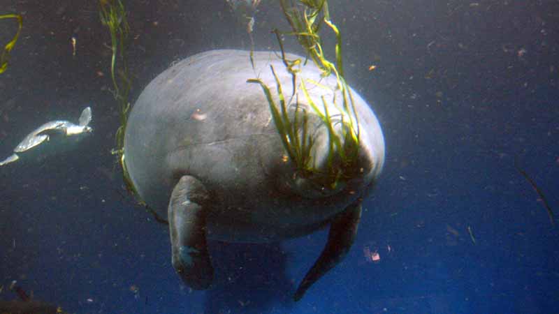 鳥羽水族館のアフリカマナティー