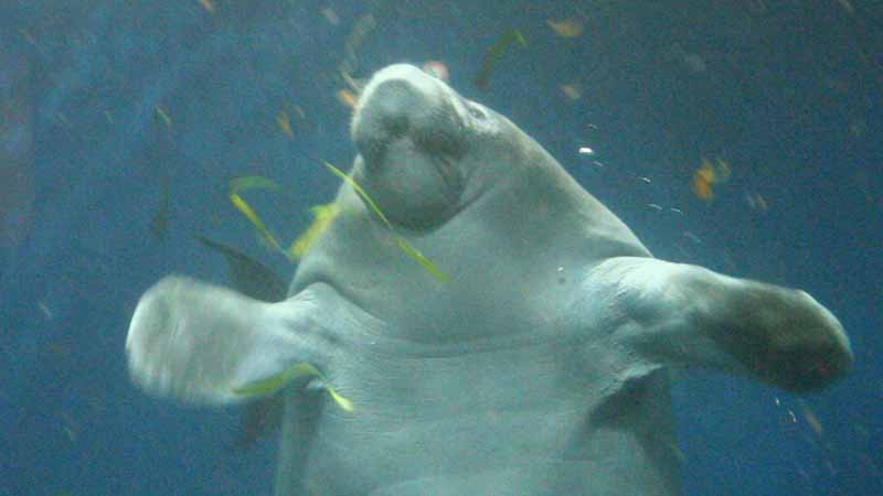 鳥羽水族館のアフリカマナティー