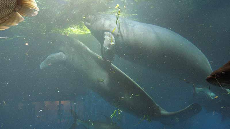 鳥羽水族館のアフリカマナティー