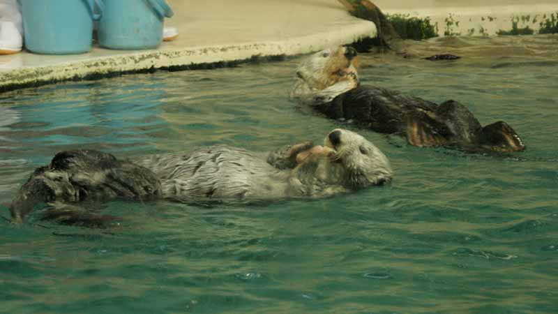 鳥羽水族館のラッコ