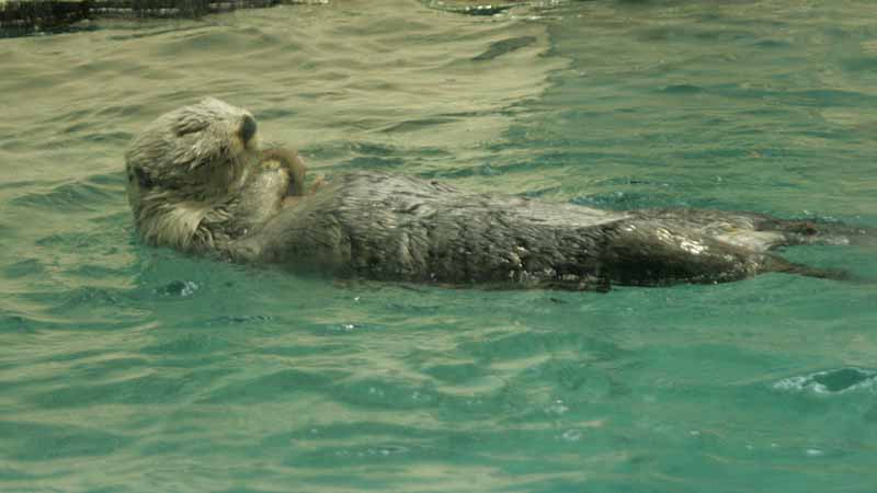 鳥羽水族館のラッコ
