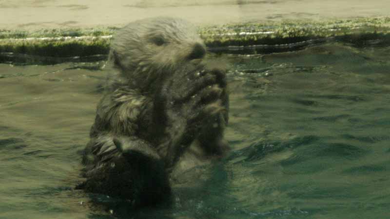 鳥羽水族館のラッコ