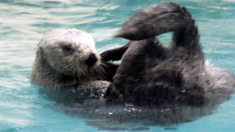 鳥羽水族館のラッコ