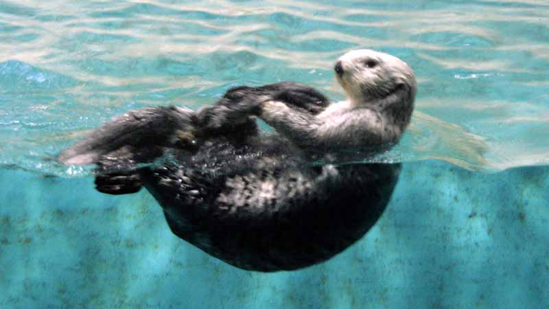 鳥羽水族館のラッコ