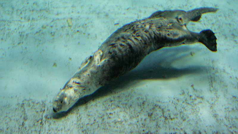 鳥羽水族館のラッコ