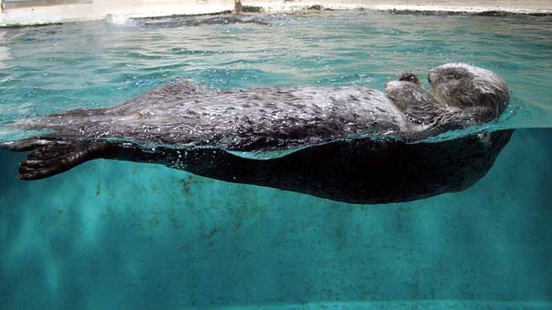 鳥羽水族館のラッコ