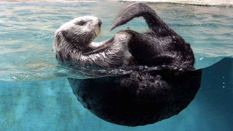 鳥羽水族館のラッコ