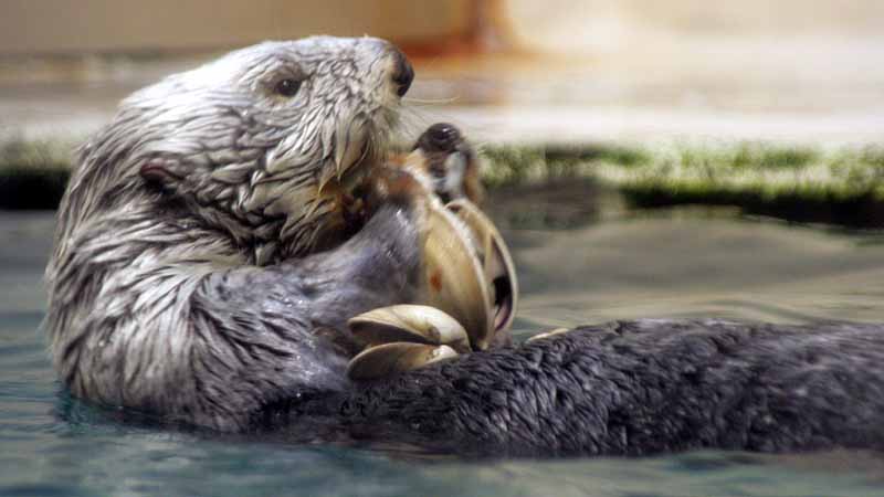 鳥羽水族館のラッコ