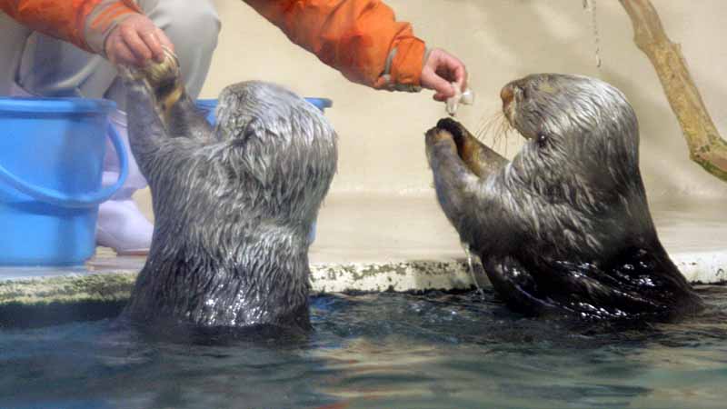 鳥羽水族館のラッコ