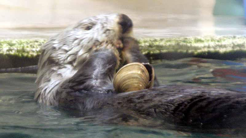 鳥羽水族館のラッコ
