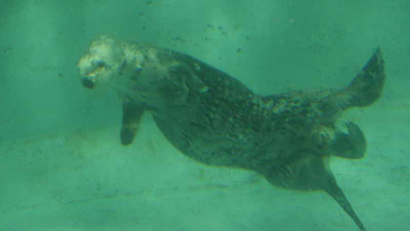 鳥羽水族館のラッコ