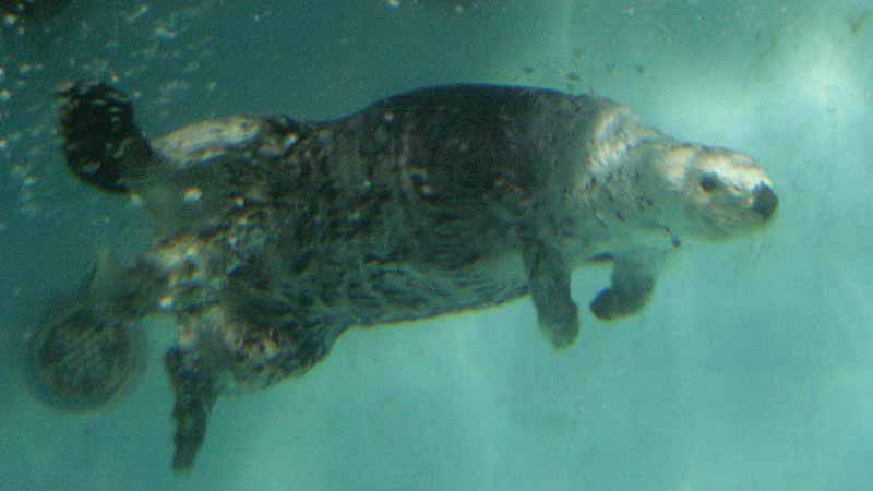 鳥羽水族館のラッコ