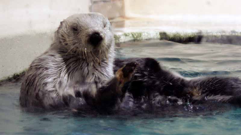 鳥羽水族館のラッコ