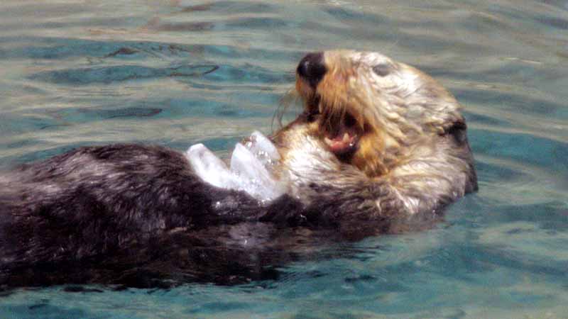 鳥羽水族館のラッコ
