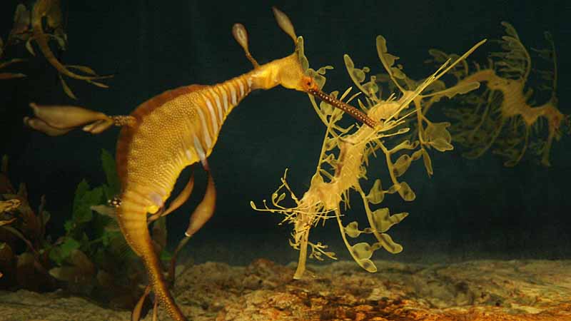 鳥羽水族館のウィーディ・シードラゴンとリーフィ・シードラゴン