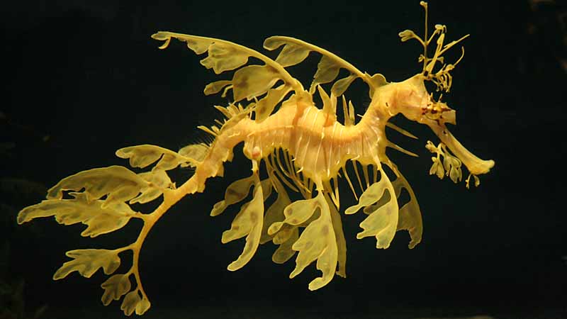 鳥羽水族館のリーフィ・シードラゴン