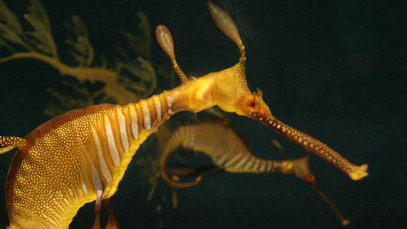 鳥羽水族館のウィーディ・シードラゴン