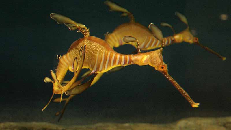 鳥羽水族館のウィーディ・シードラゴン