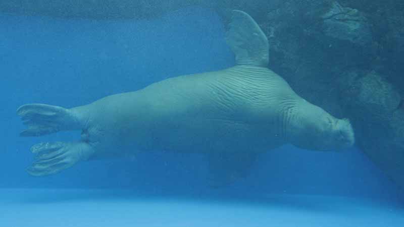 鳥羽水族館のセイウチ