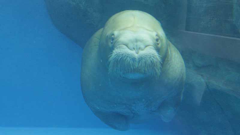 鳥羽水族館のセイウチ