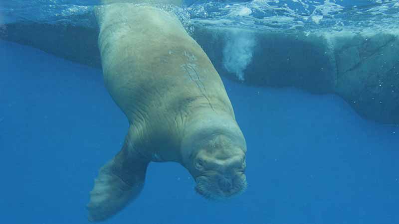 鳥羽水族館のセイウチ