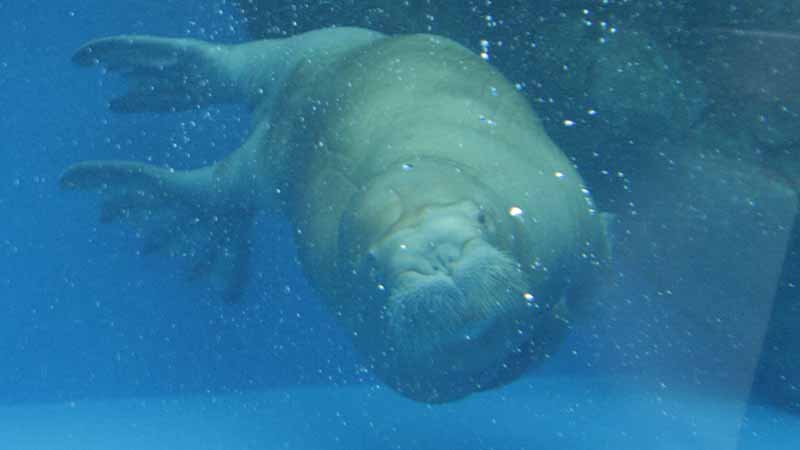 鳥羽水族館のセイウチ