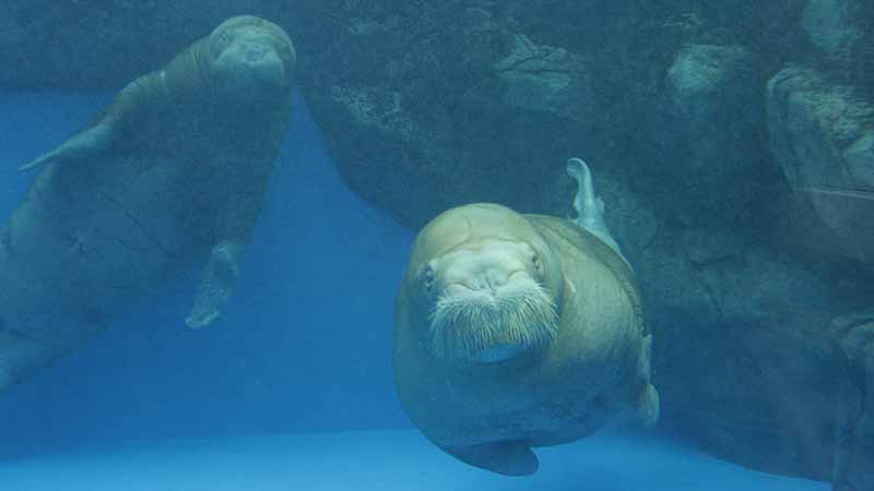 鳥羽水族館のセイウチ