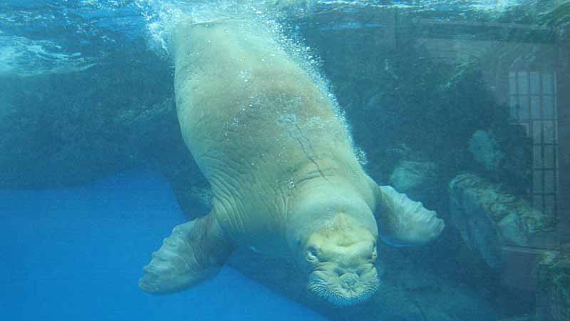 鳥羽水族館のセイウチ