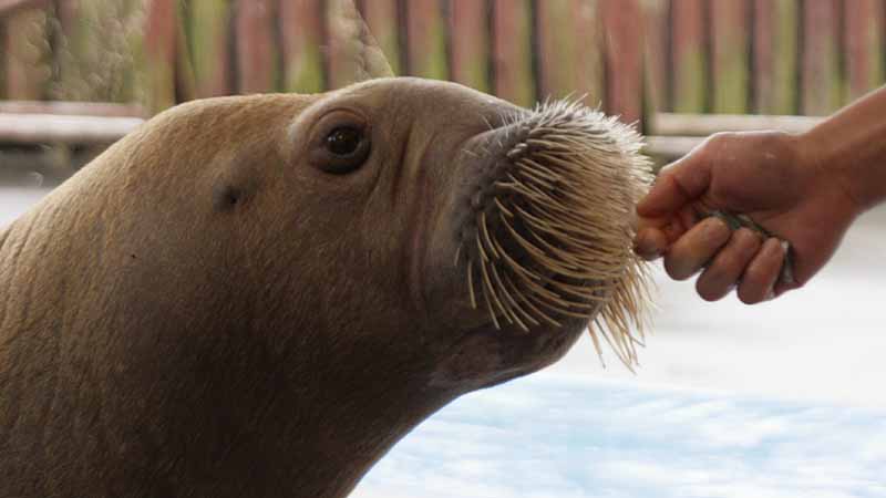 鳥羽水族館のセイウチ