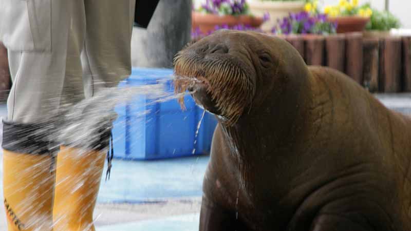 鳥羽水族館のセイウチ