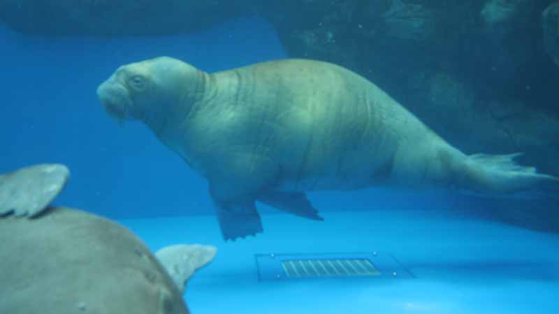 鳥羽水族館のセイウチ