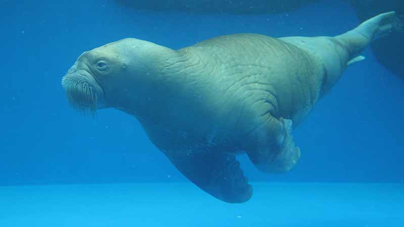 鳥羽水族館のセイウチ